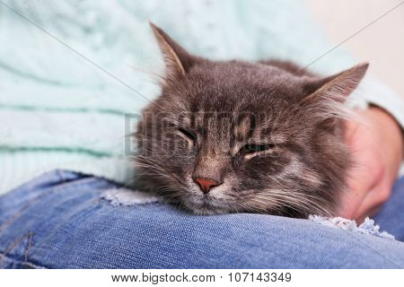 Grey lazy cat sleeping on woman's knees in the room