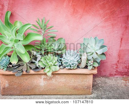 Cactus In Pot With Red Background