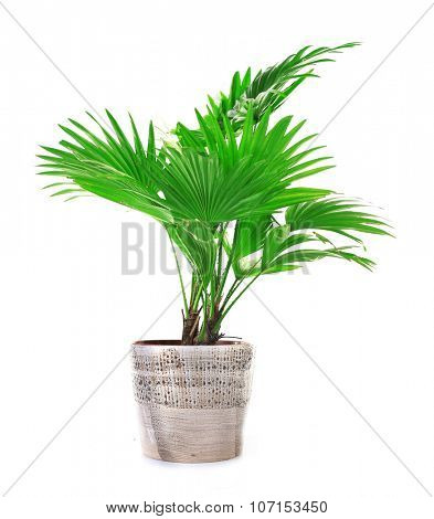 Palm tree (Livistona Rotundifolia) in flowerpot, isolated on white