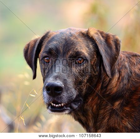 Canary dog