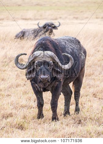 African Buffalo