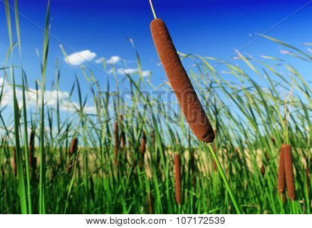 Typha latifolia, Common Bulrush, Broadleaf Cattail