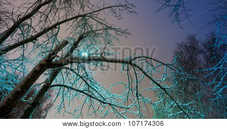 branches at dusk