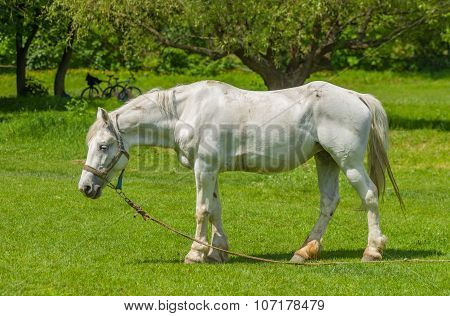 Old white horse on a spring pasture