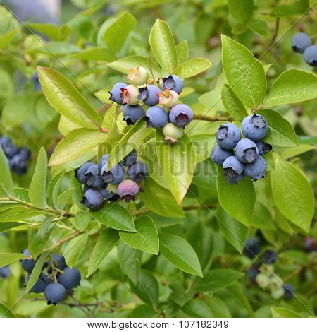 Blueberry Plant
