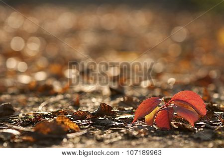 Autumn Leaves
