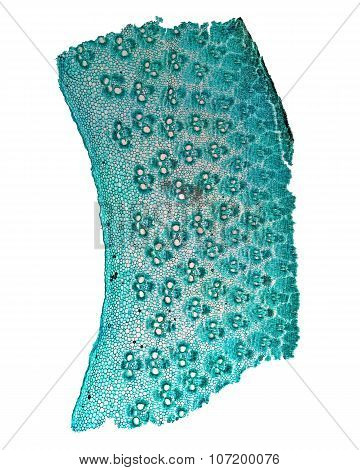 Bamboo Stem Micrograph