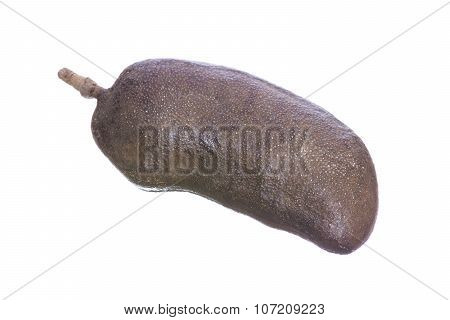 Stinking Toe Seed Pod
