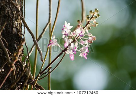 Seidenfadenia Mitrata Is Native To Thailand And To Myanmar Burma