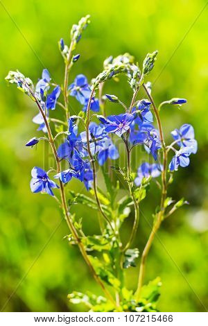 Dubravnaya Veronica (Veronica chamaedrys)