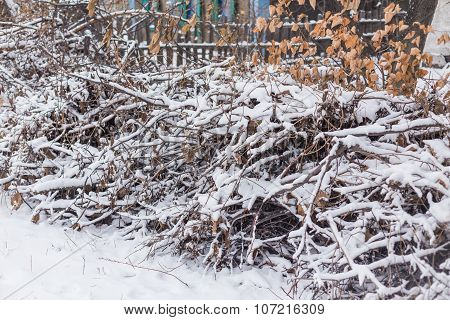 Frozen ice covered leaves and branches
