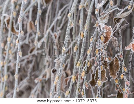 Frozen ice covered leaves and branches