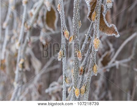 Frozen ice covered leaves and branches