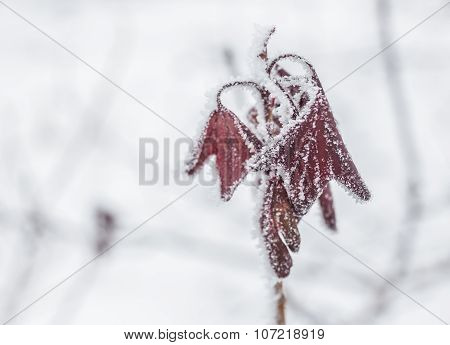Frozen ice covered leaves and branches