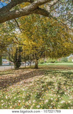 Burien Park Tree