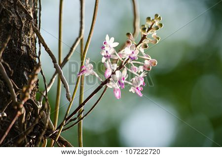Seidenfadenia Mitrata Is Native To Thailand And To Myanmar Burma