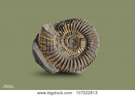 Ammonite - fossil mollusk.