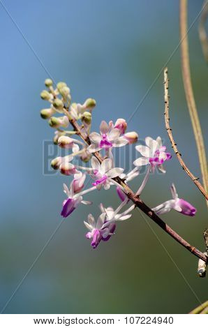 Seidenfadenia Mitrata Is Native To Thailand And To Myanmar Burma
