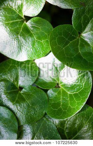 Shiny Green Leaves Of Asarabacca (asarum Europaeum)