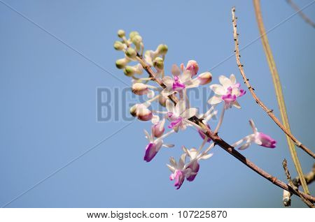 Seidenfadenia Mitrata Is Native To Thailand And To Myanmar Burma