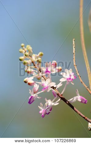 Seidenfadenia Mitrata Is Native To Thailand And To Myanmar Burma