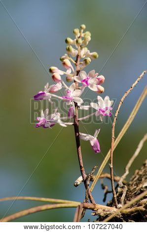 Seidenfadenia Mitrata Is Native To Thailand And To Myanmar Burma