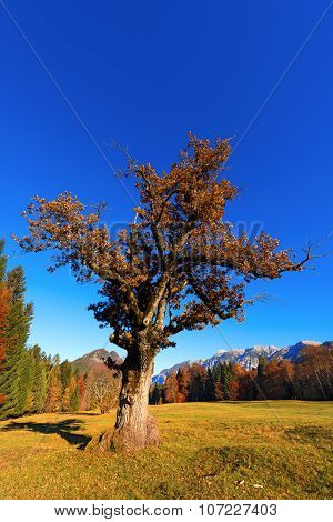 Old Oak Tree In Autumn