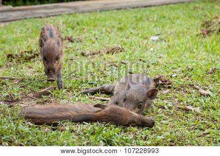 Baby wild boars sleeping on grass