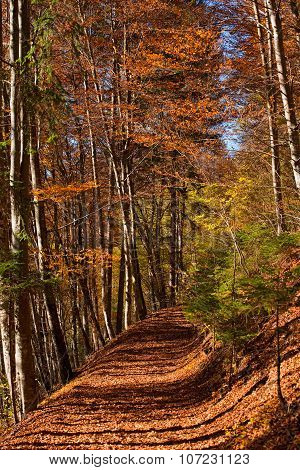 Woodland Path In Autumn - Trentino Italy