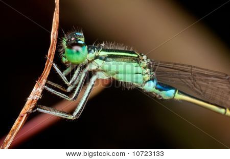 Damselfly