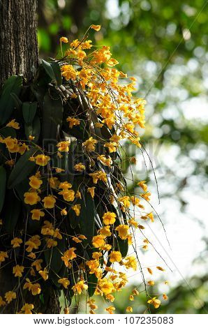 Lindley's Dendrobium Is Beautiful Flower And Have Yellow Colour