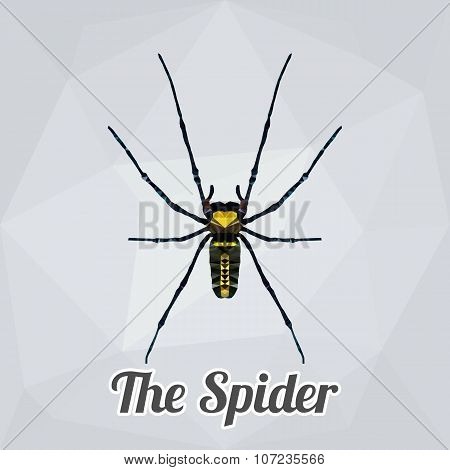 Spider Polygon Vector