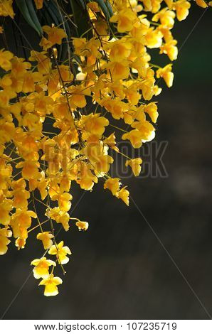 Lindley's Dendrobium Is Beautiful Flower And Have Yellow Colour