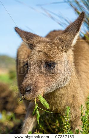 Australian Kangaroo eating