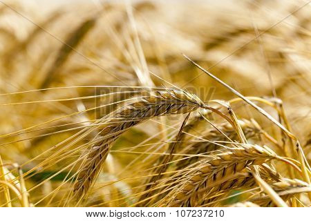 grow ripe cereals