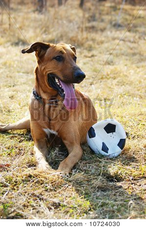 Hund