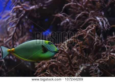 Naso tang, Naso lituratus