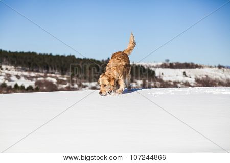 Labrador retriever dog playing in snow in the winter outdoors