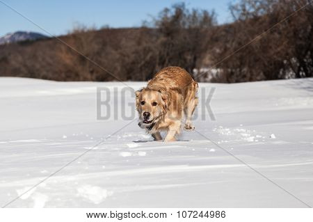 Labrador retriever dog playing in snow in the winter outdoors