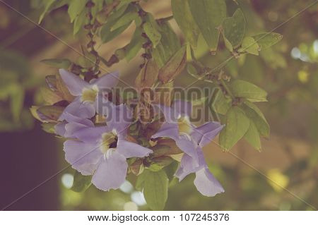 Thunbergia Laurifolia In Vintage Style