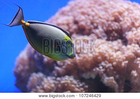 Naso tang, Naso lituratus