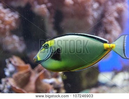 Naso tang, Naso lituratus