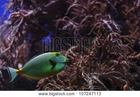 Naso tang, Naso lituratus
