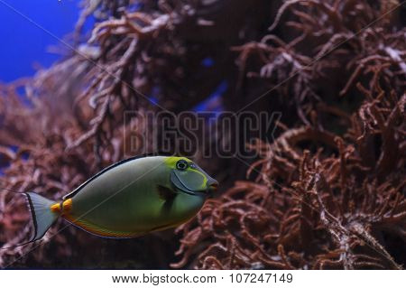 Naso tang, Naso lituratus