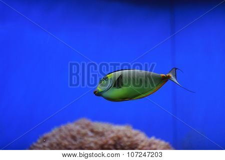 Naso tang, Naso lituratus