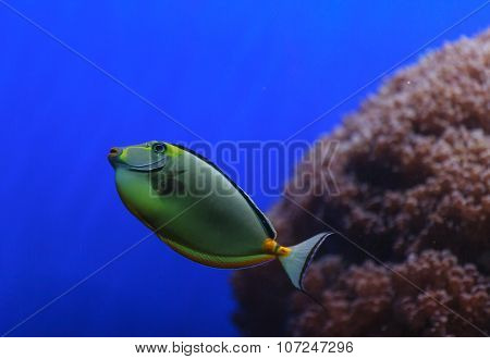 Naso tang, Naso lituratus