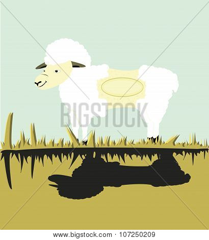 bald sheep on the grass