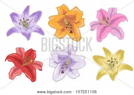 Set Of Bright Lilies For Your Design