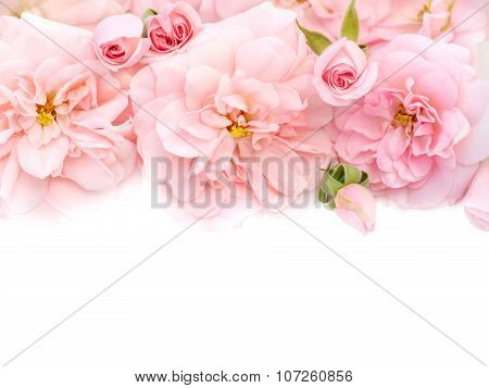 Pink Roses Bouquet On The White Background