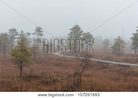 Footbridge Along Kemeri Bog. Kemeri National Park, Latvia